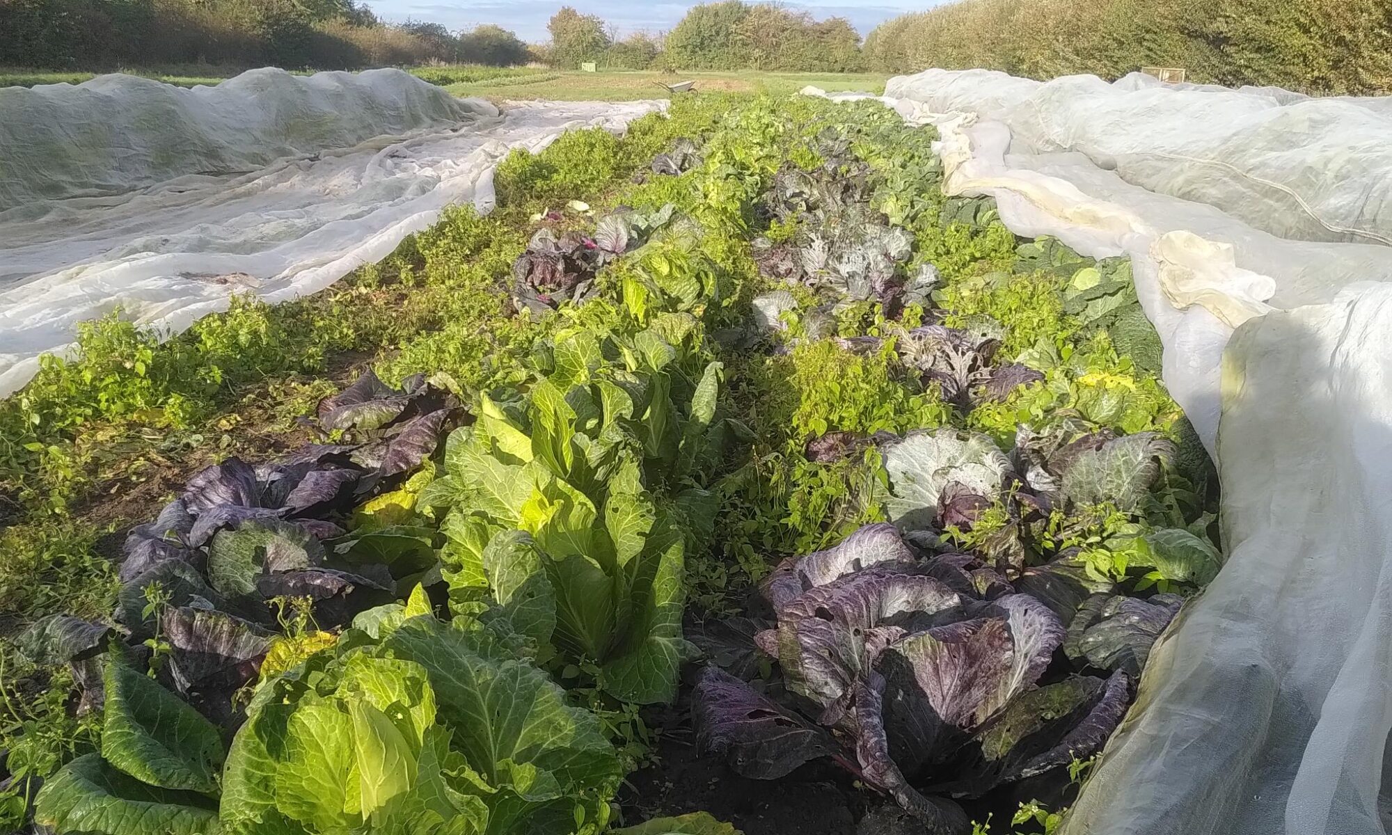 Der Rotkohl unmittelbar vor der Ernte